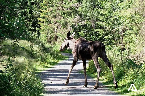 moose crossing road in the forest