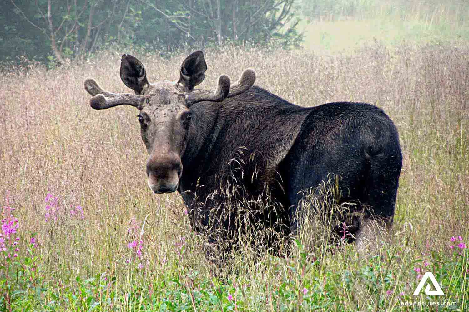 large Norwegian black moose