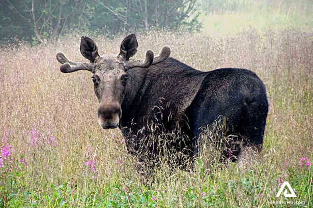 large Norwegian black moose