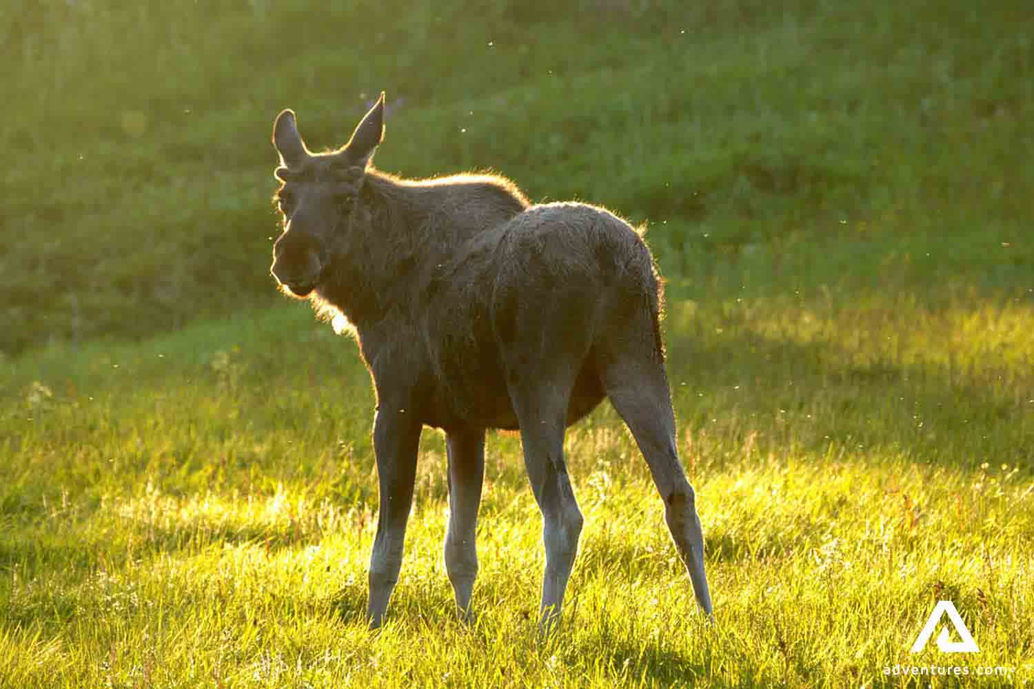 moose animal by the sunset in Norway