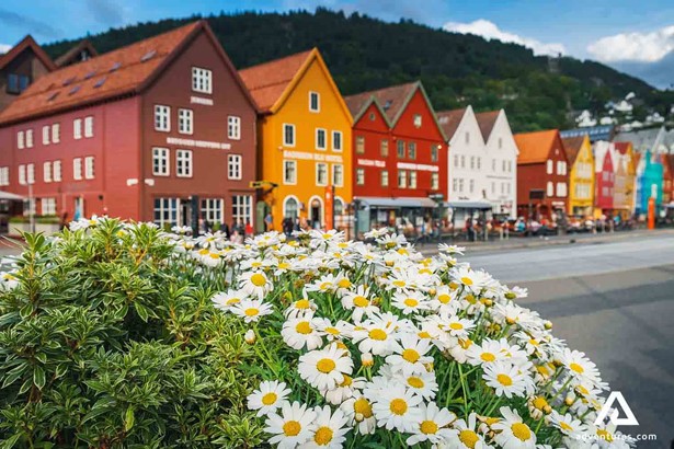 colorful houses in Bergen during summer
