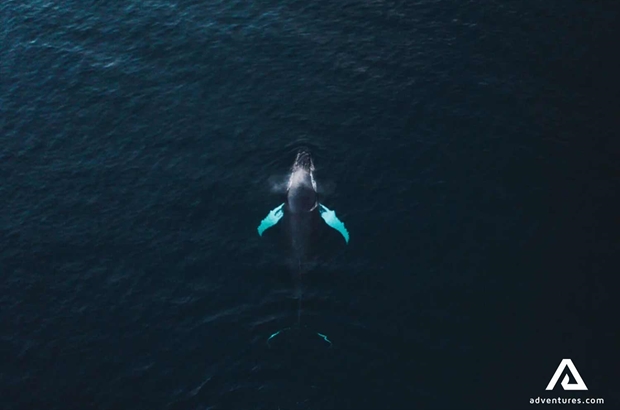 Aerial View of Whale in Norway