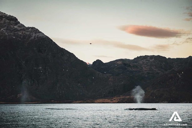 Breaching Whales in Norway