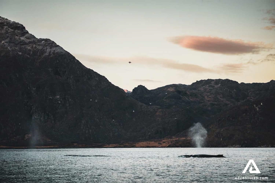 Whales in Norway