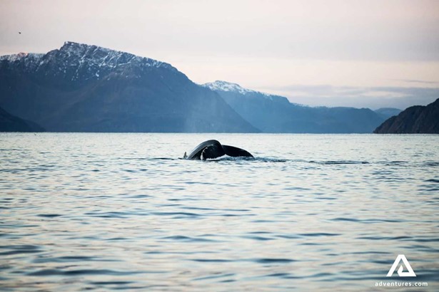 Winter Whale Watching in Norway