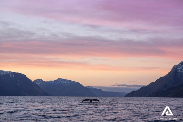View of Whale Tail in Norway