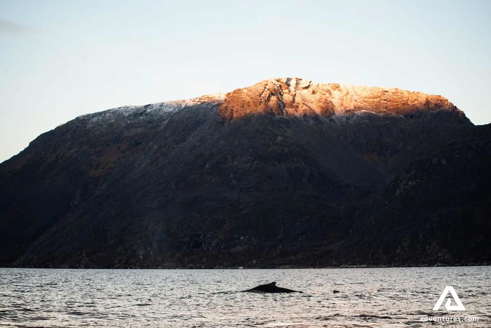 Whale breaching near a mountain