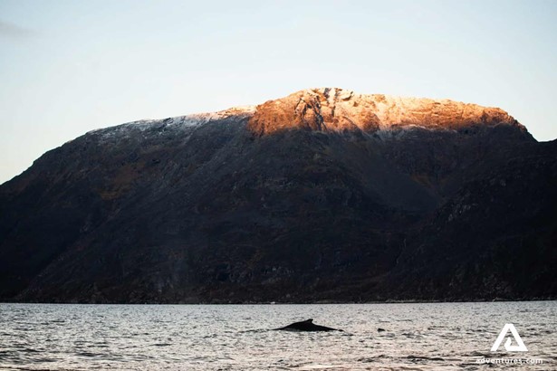 Whale breaching near a mountain in Norway 