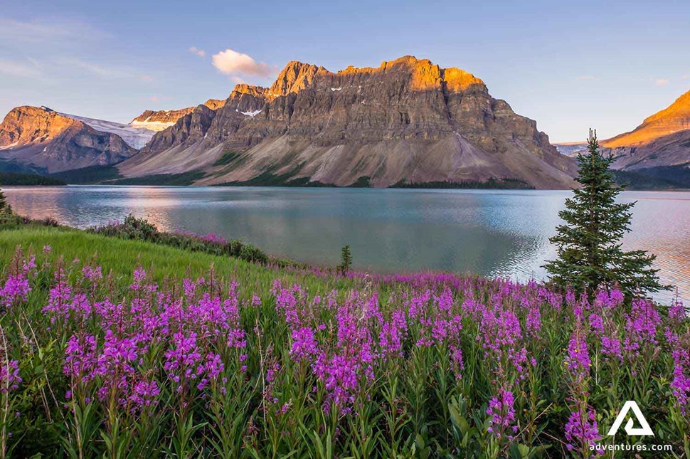 Purple flowers by lake in banff national park canada