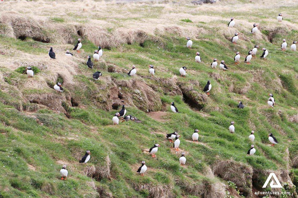 Group of  Puffins in Grimsey Island