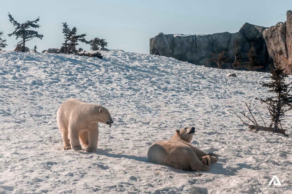 White bears laying on the snow