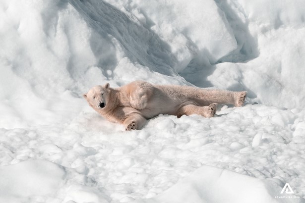 White Bear Laying On The Snow