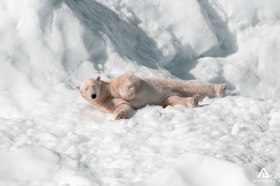 White Bear Laying On The Snow