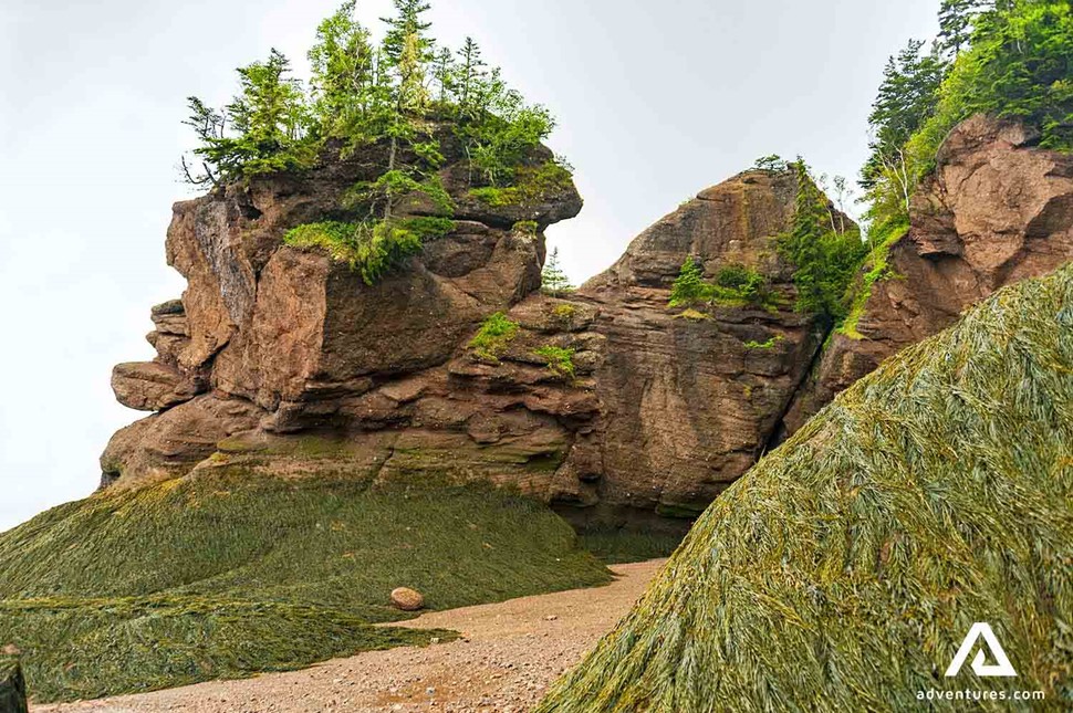 Rock Formations Covered in Sea Plants in Canada