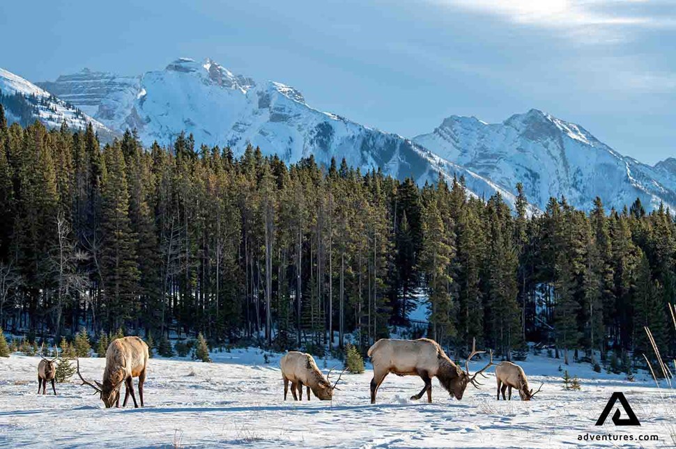 Jasper National Park in Canada
