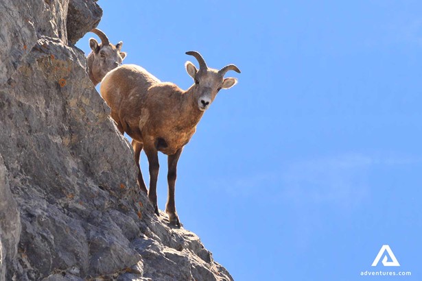 wild goats at Canadian Rockies