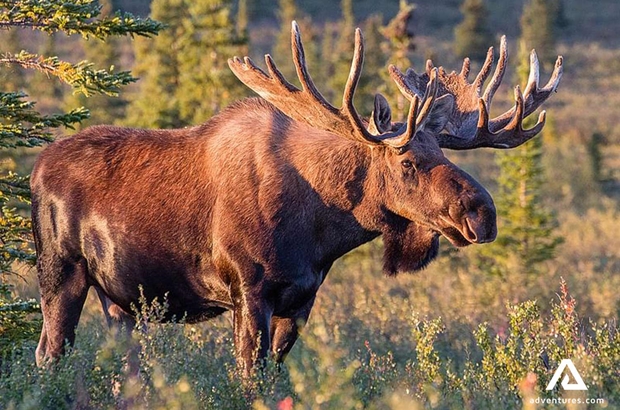 Laplandic wild moose in forest
