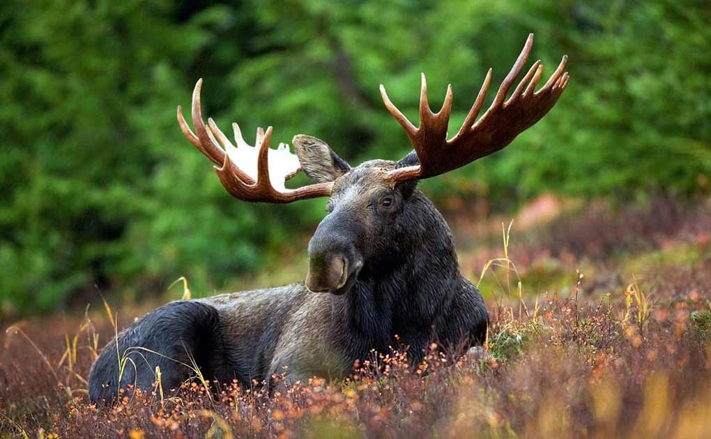 Moose Wild Safari in Lapland