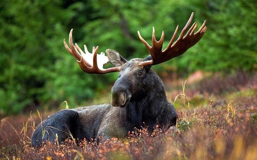 Moose Wild Safari in Lapland
