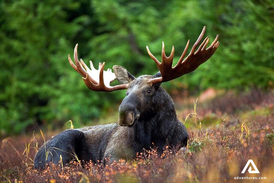 moose laying in forest