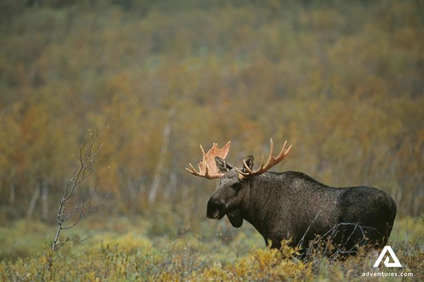 big black moose roaming