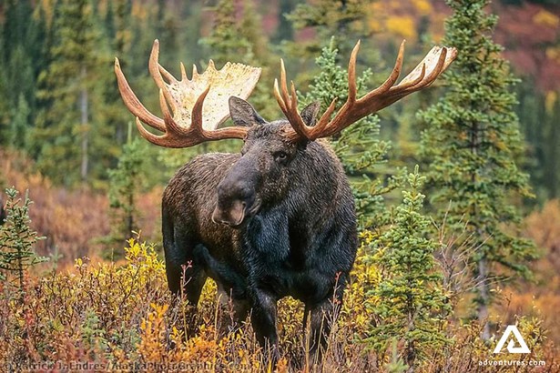 wild moose watching tour in Lapland