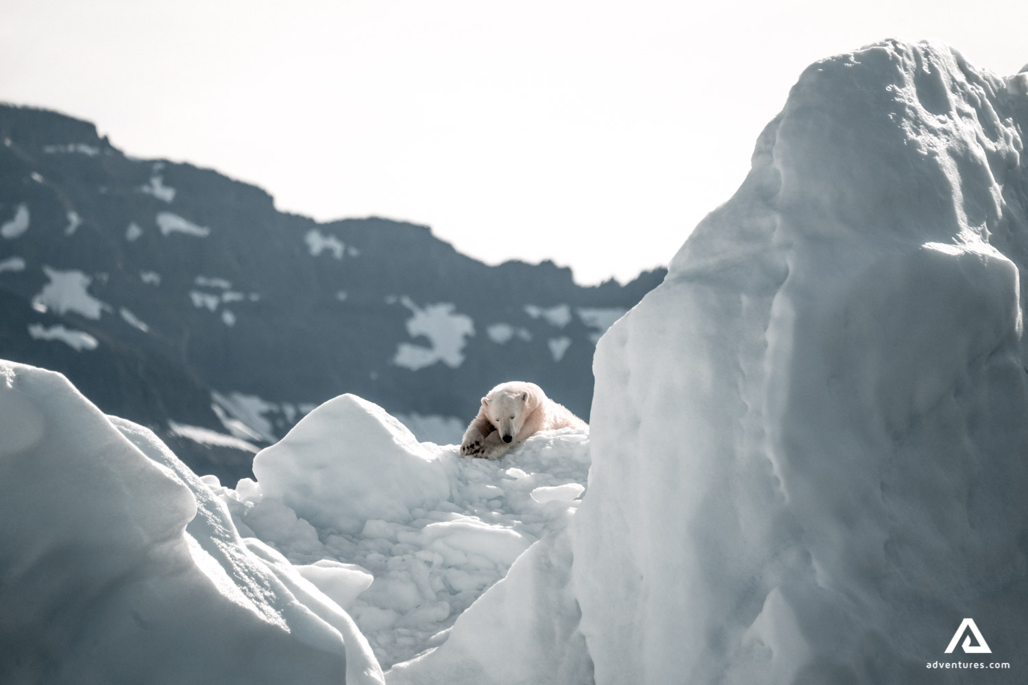 Polar bear on the snow