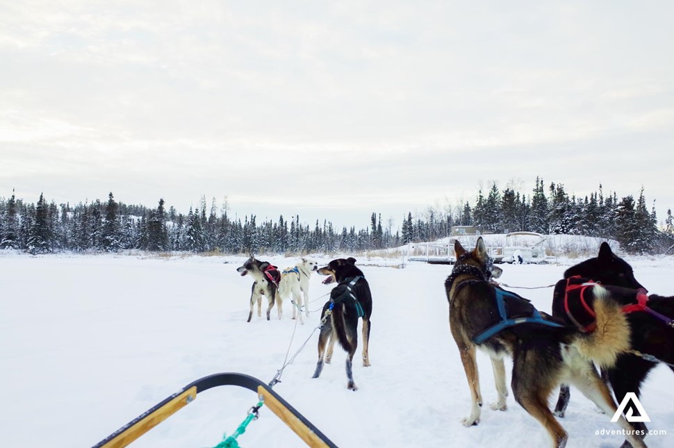 dogsledding tour in Yellowknife