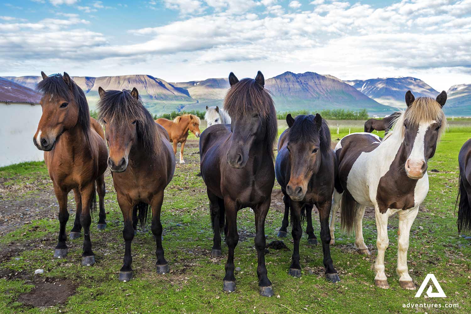 horses in a green field in sweden