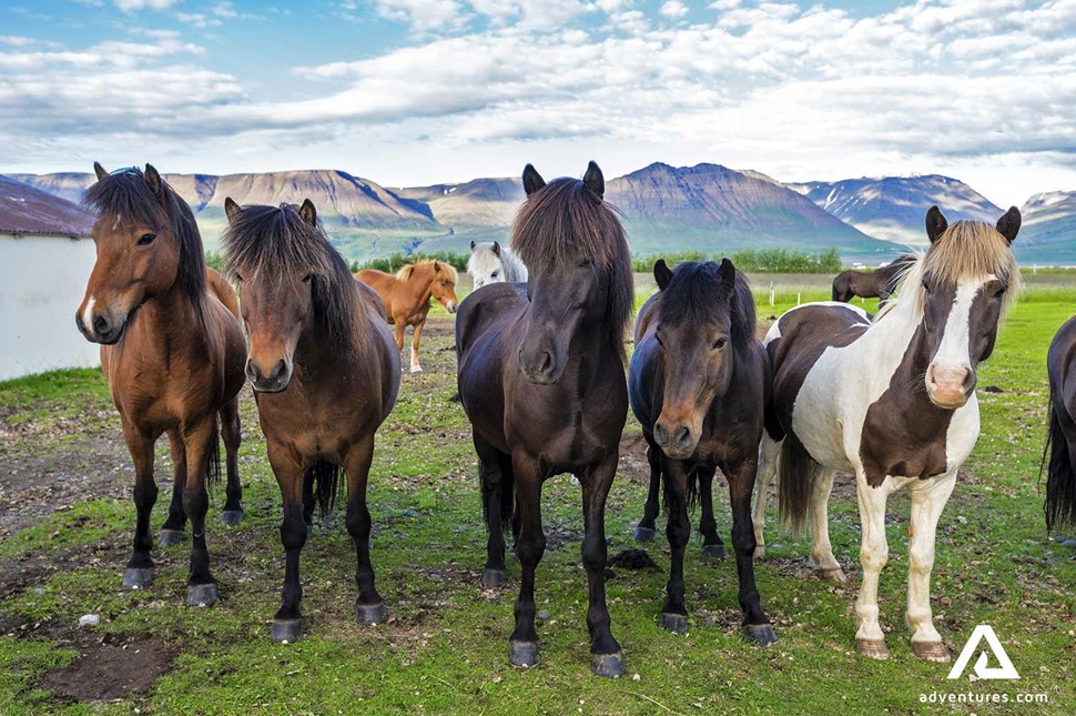 horses in a green field in sweden