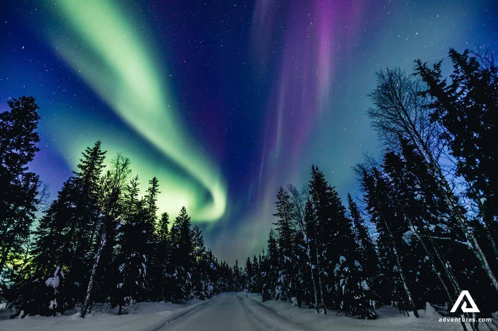 northern lights above forest in Lapland
