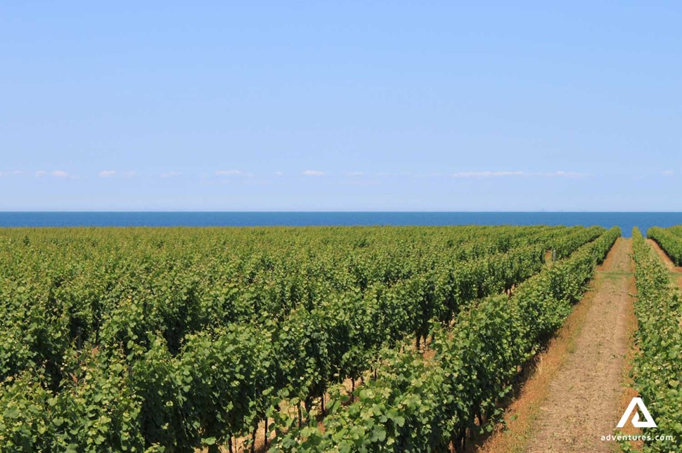 vineyards at Niagara On The Lake