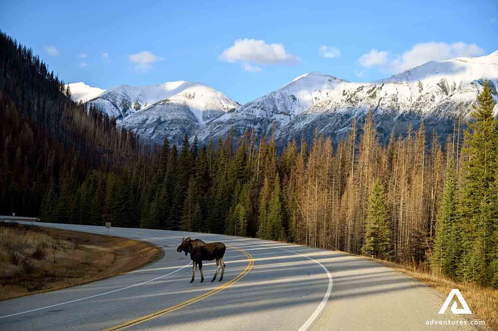 Moose crossing road in Canada