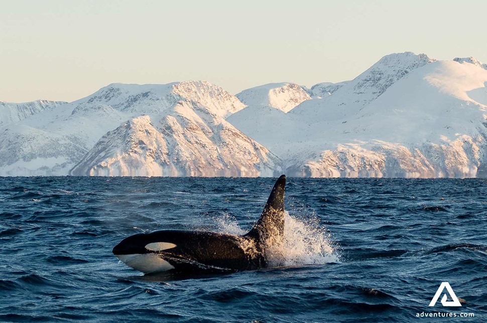 Orca killer whale in Norway