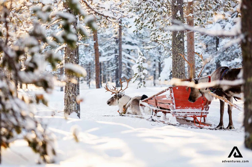 Reindeer Sledding In Norway