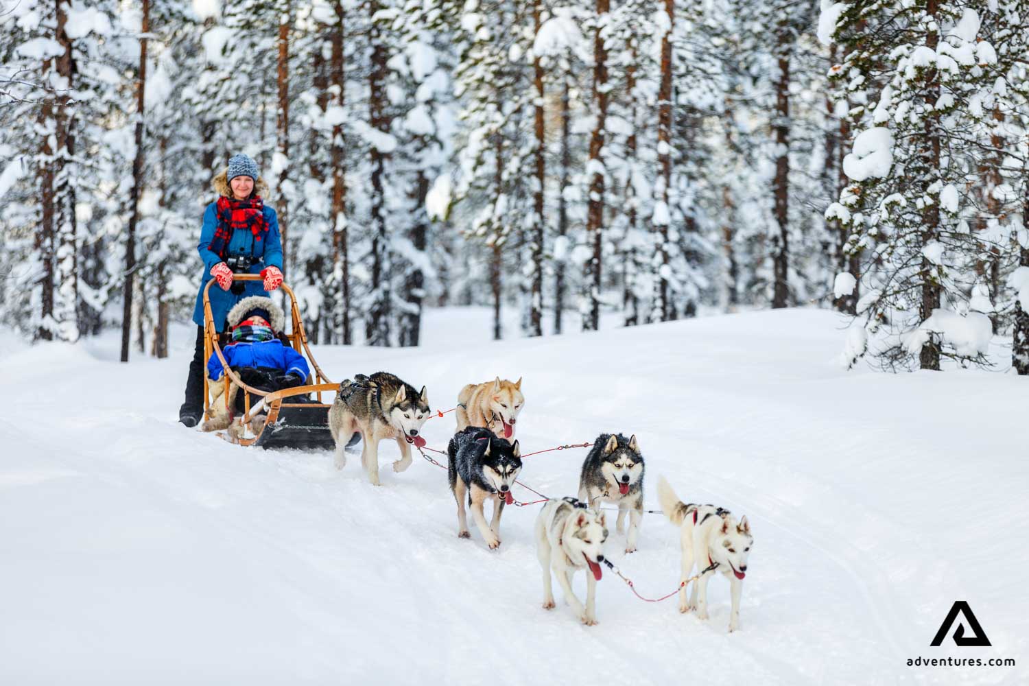 Winter Dog Sledding in Norway