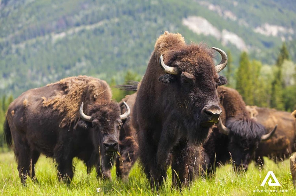 Buffalos in Canada