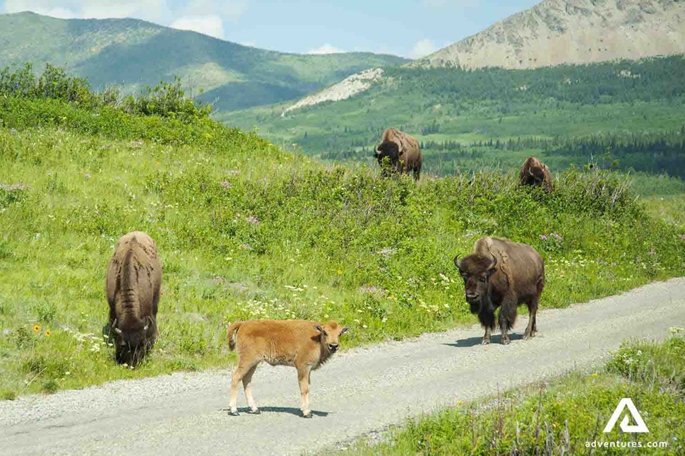 Bison in green fields of Canada