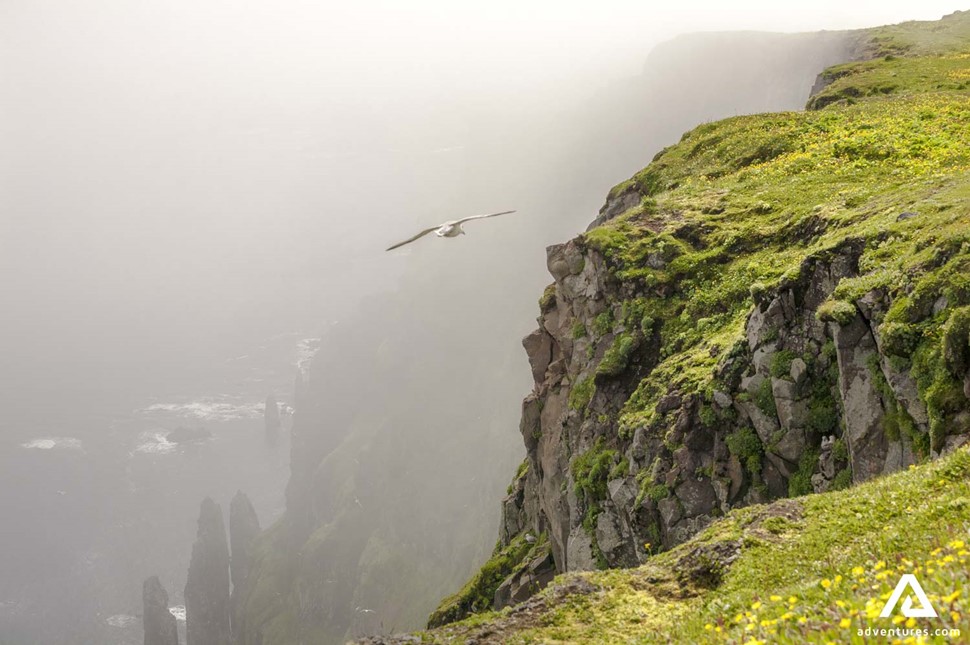 Cliffs at Hornstrandir Nature Reserve surrounded by fog