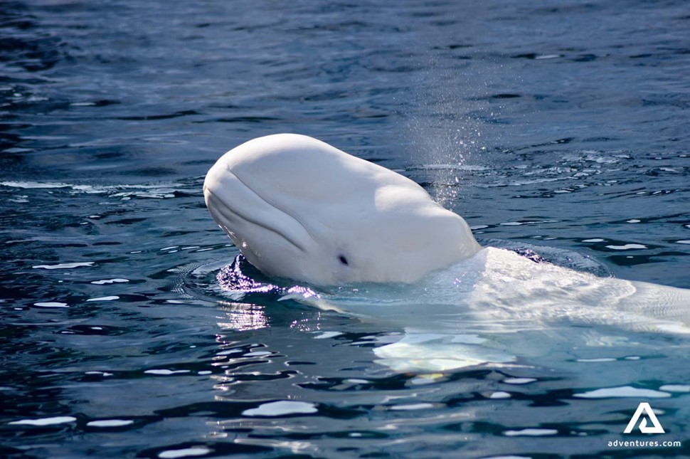 Swimming Beluga whale in Canada