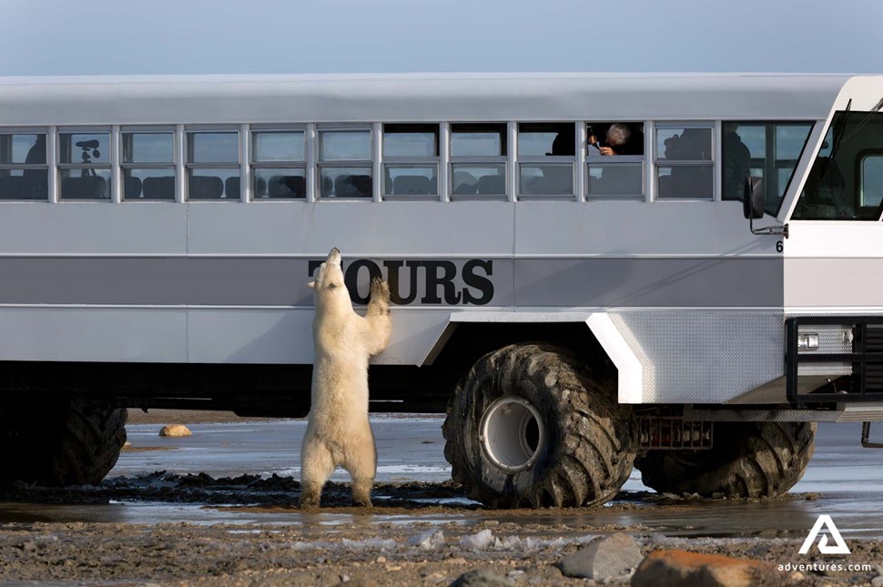 Churchill polar bear showing interest in local tour bus