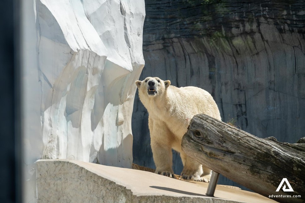 Churchill polar bear in captivity in Canada