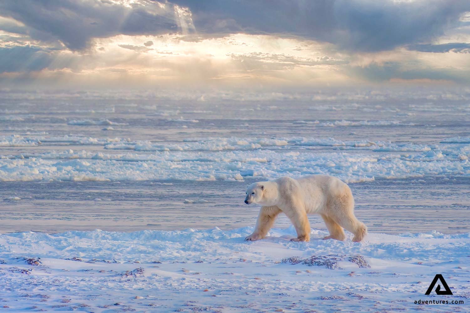 Churchill polar bear in the wild