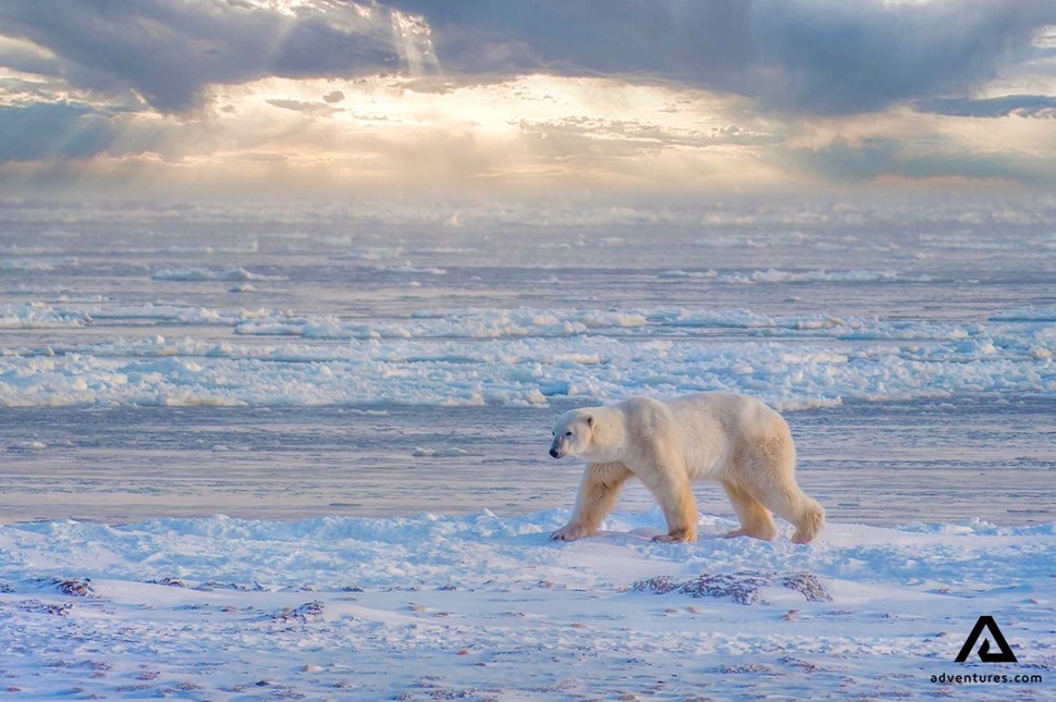 Churchill polar bear in the wild