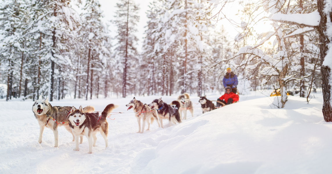 how much does it cost to go dog sledding