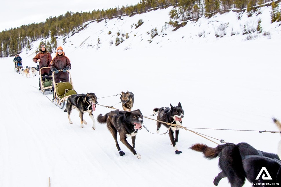 Small group dog sledding in Norway