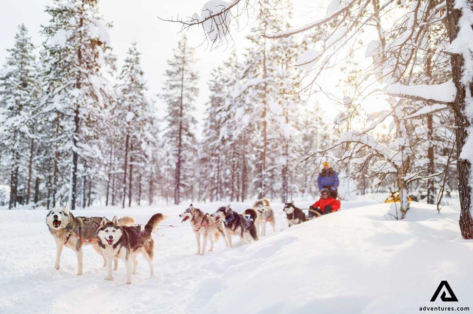 Dog sledding during Norwegian winter