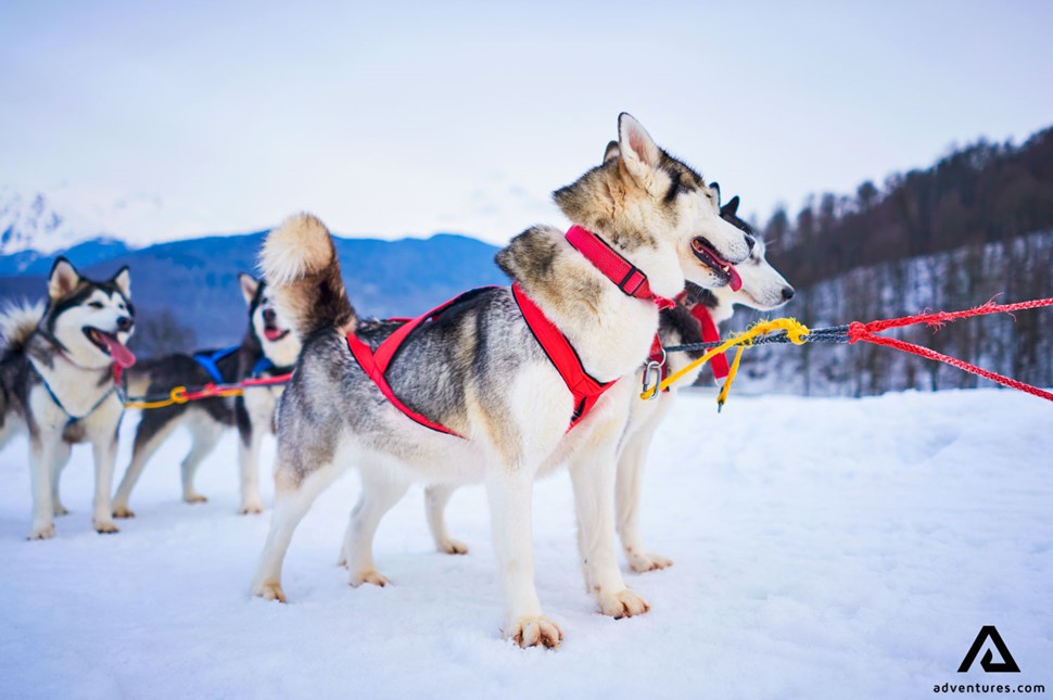 Huskies prepared for dog sledding in Norway