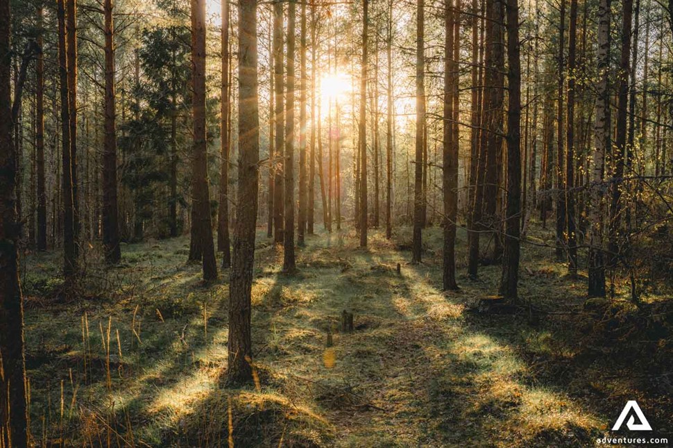 moody forest landscape in sweden
