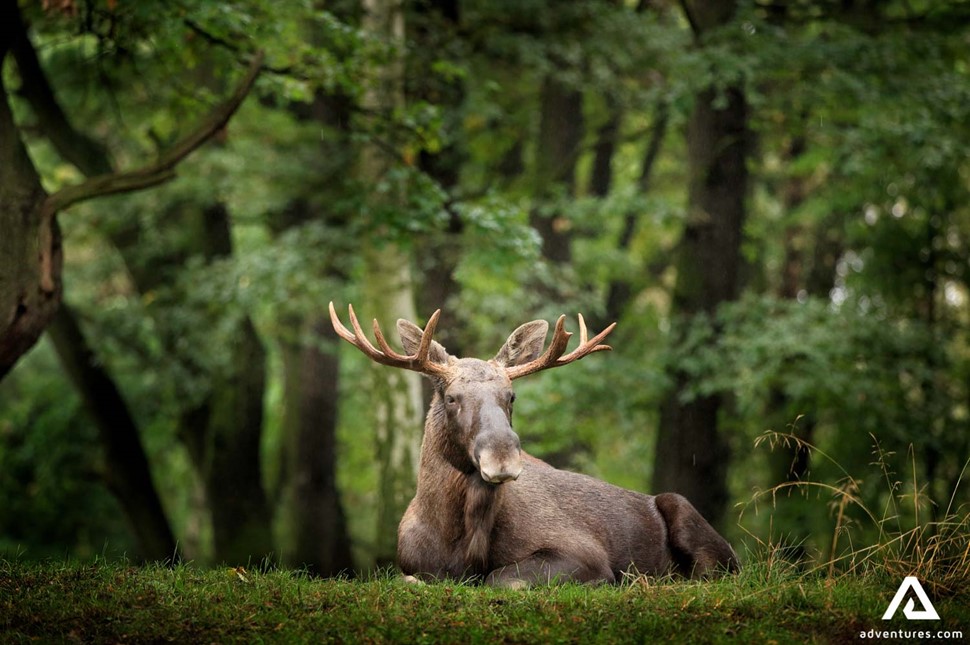 moose laying in sweden forest